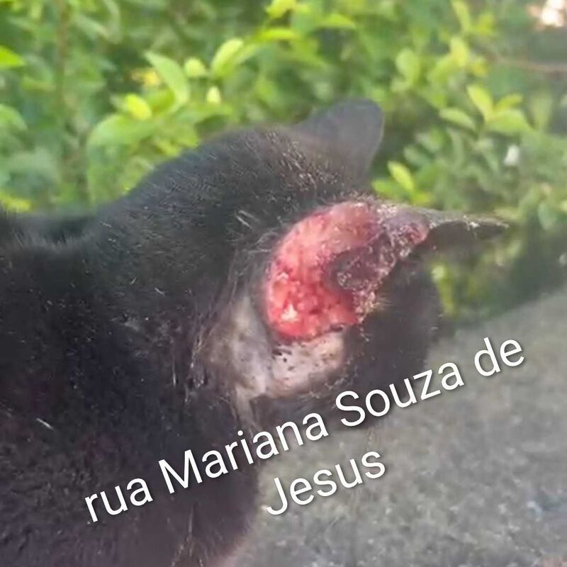 Imagem da publicação