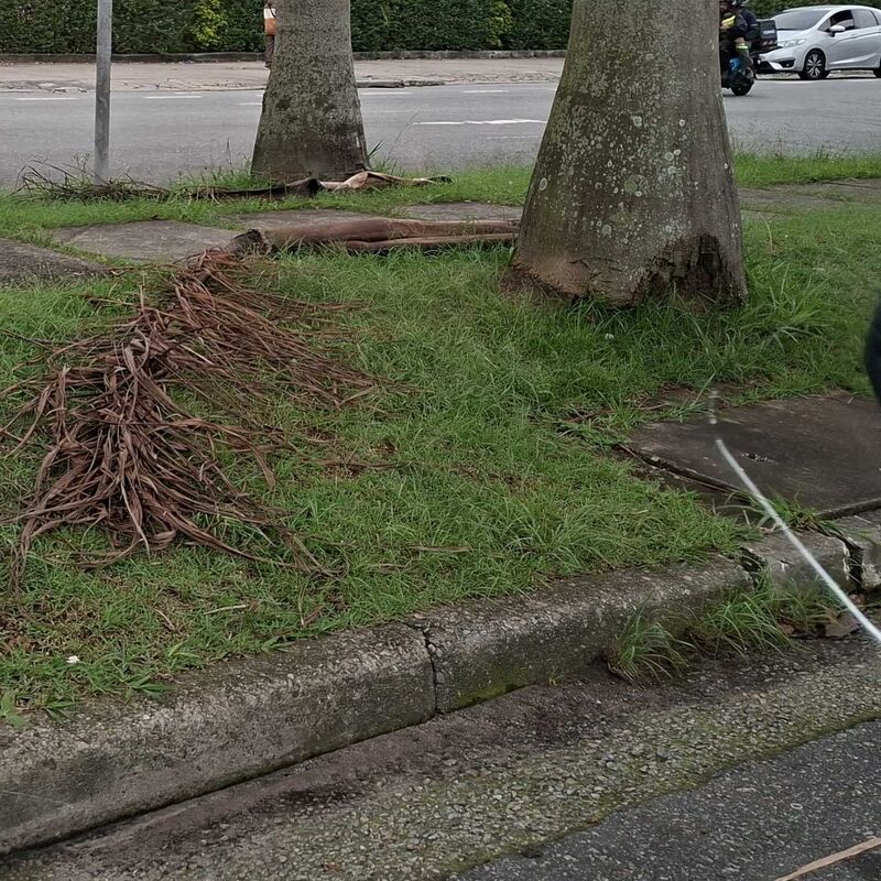 Imagem da publicação