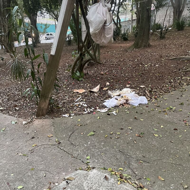 Imagem da publicação