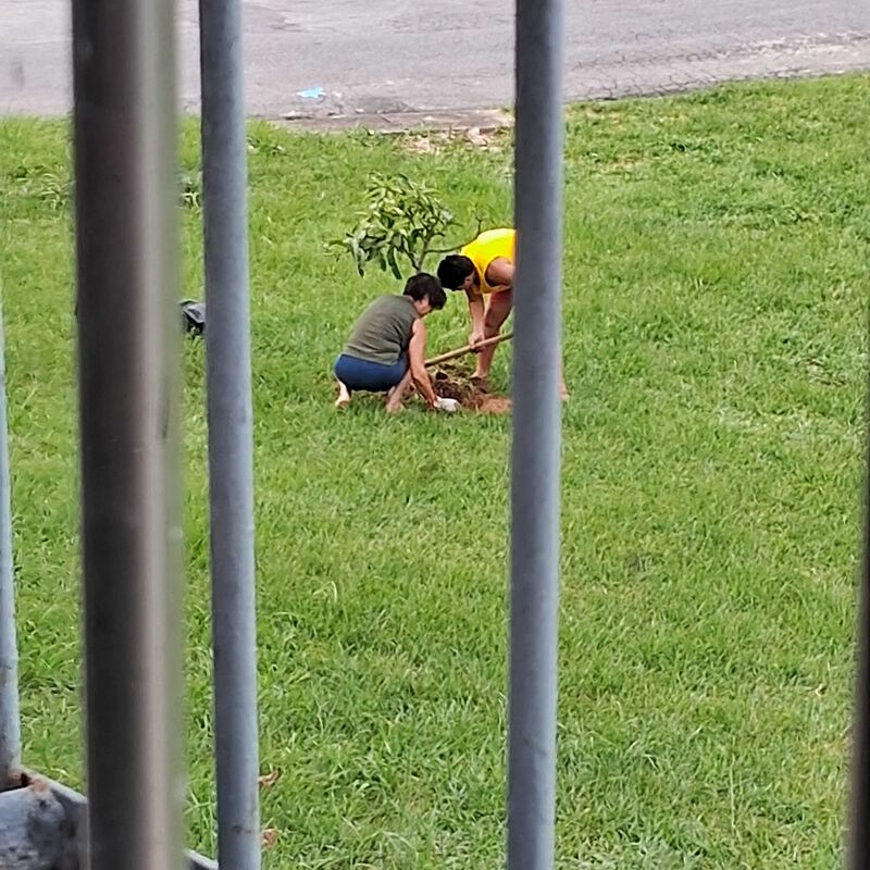 Imagem da publicação