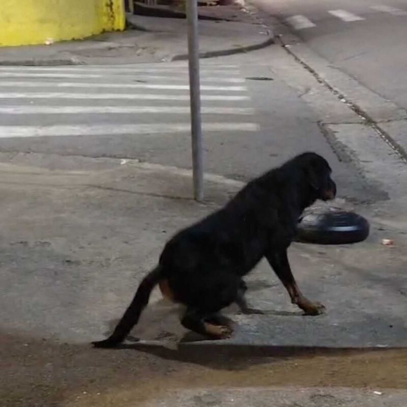 Imagem da publicação