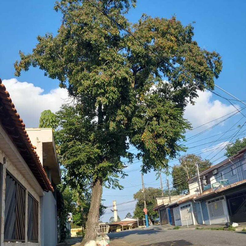 Imagem da publicação