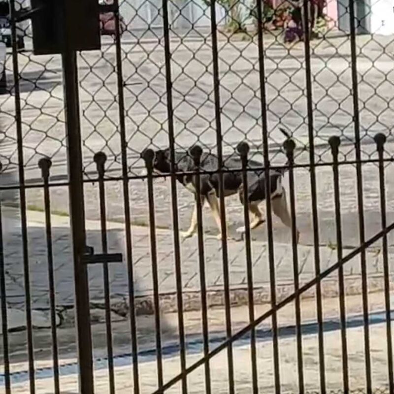 Imagem da publicação