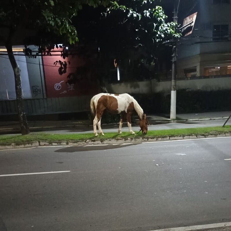 Imagem da publicação