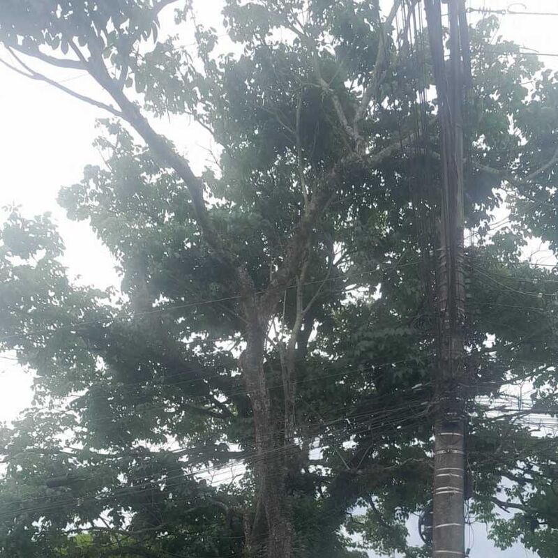 Imagem da publicação