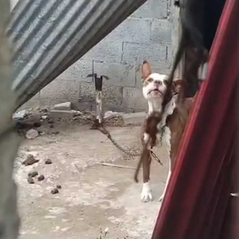 Imagem da publicação