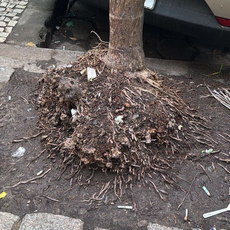 Imagem da publicação