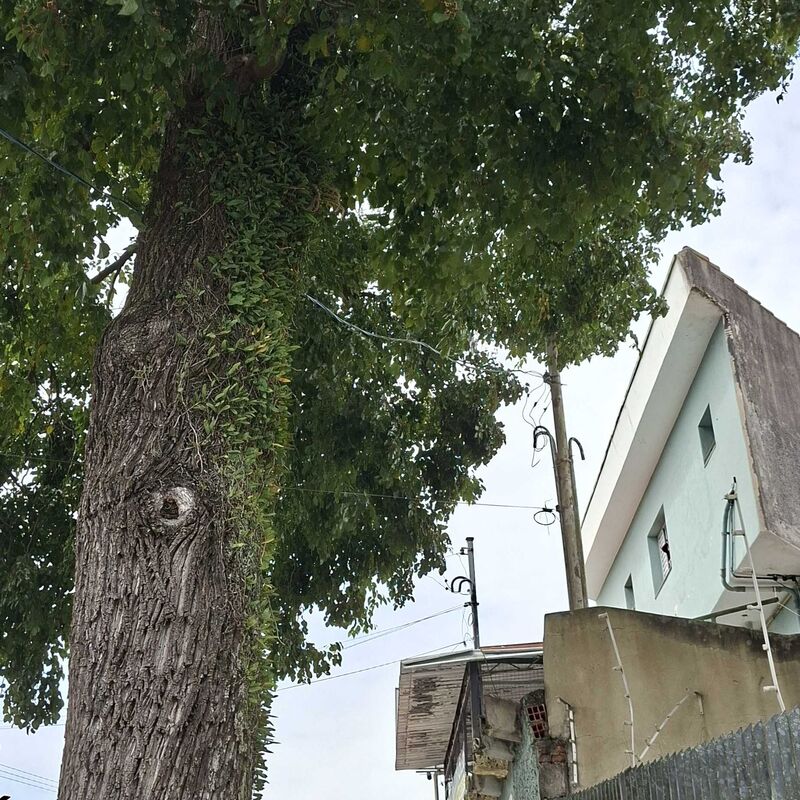 Imagem da publicação