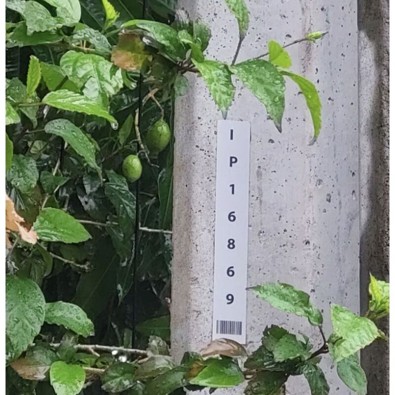 Imagem da publicação