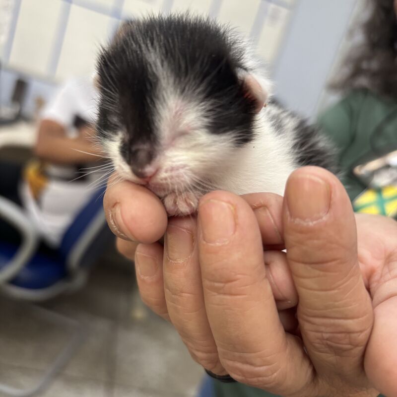 Imagem da publicação