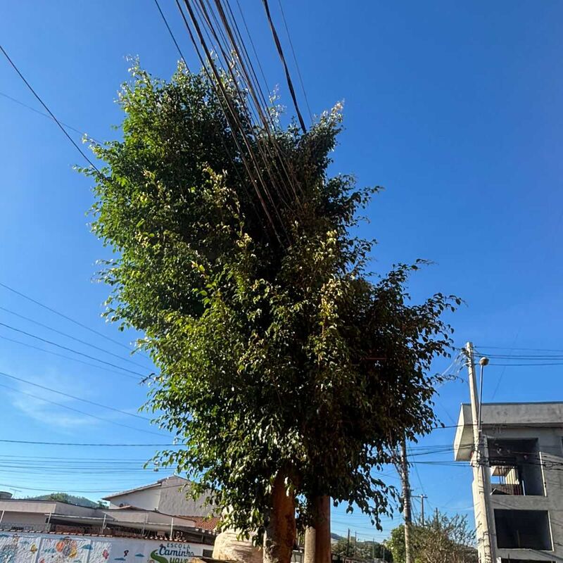 Imagem da publicação