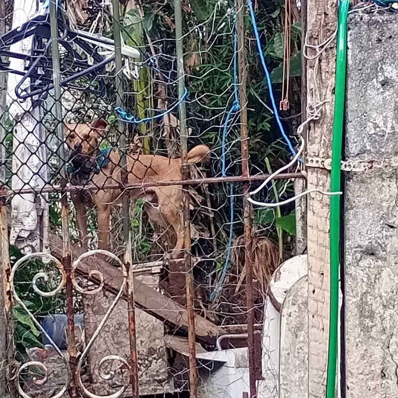 Imagem da publicação