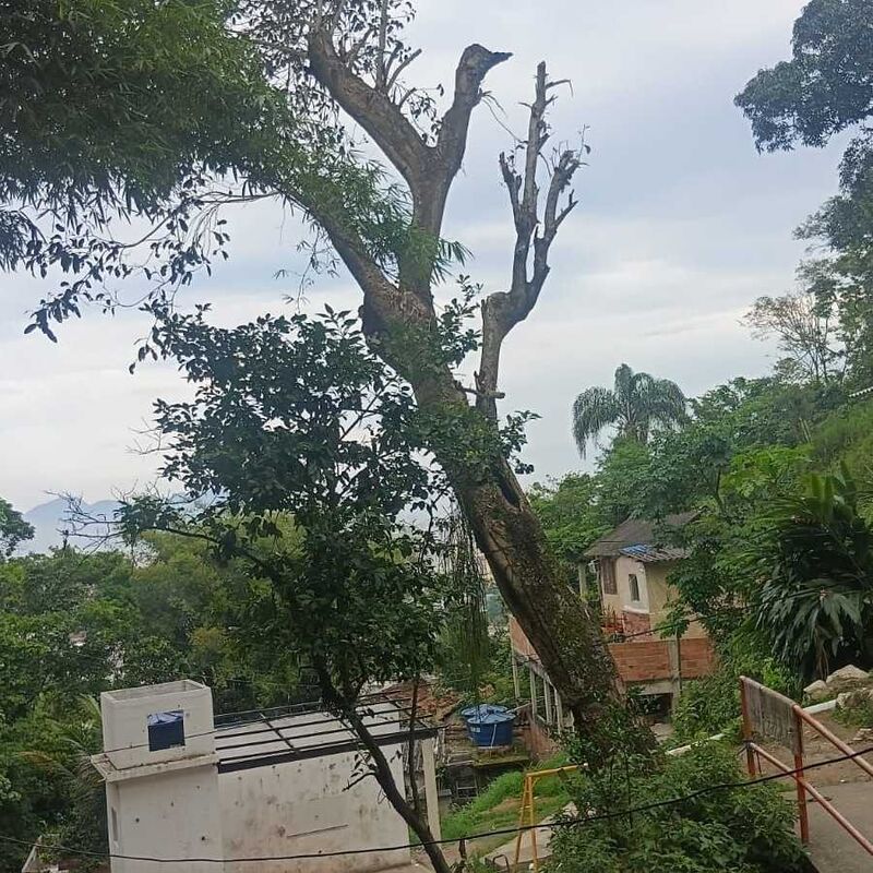 Imagem da publicação