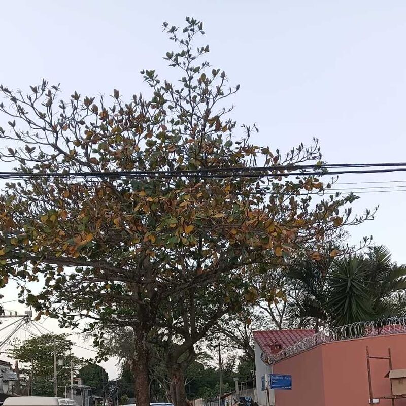 Imagem da publicação