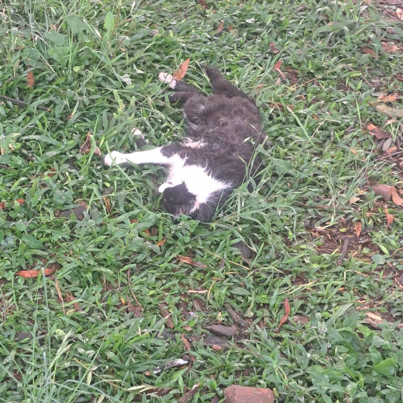 Imagem da publicação