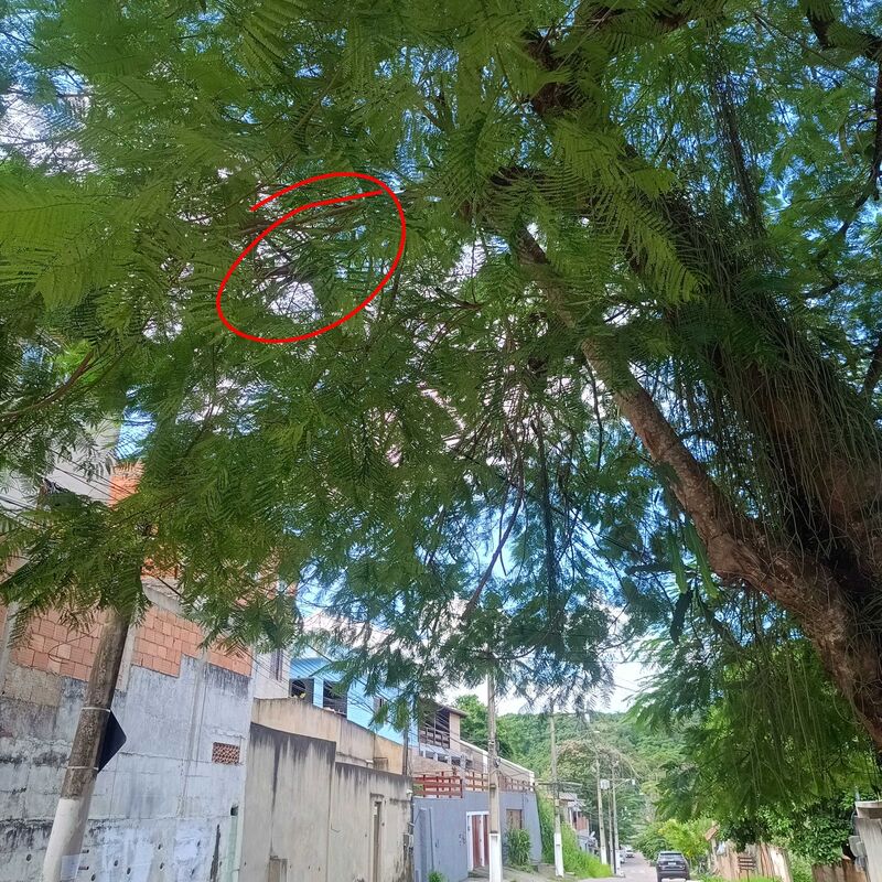 Imagem da publicação