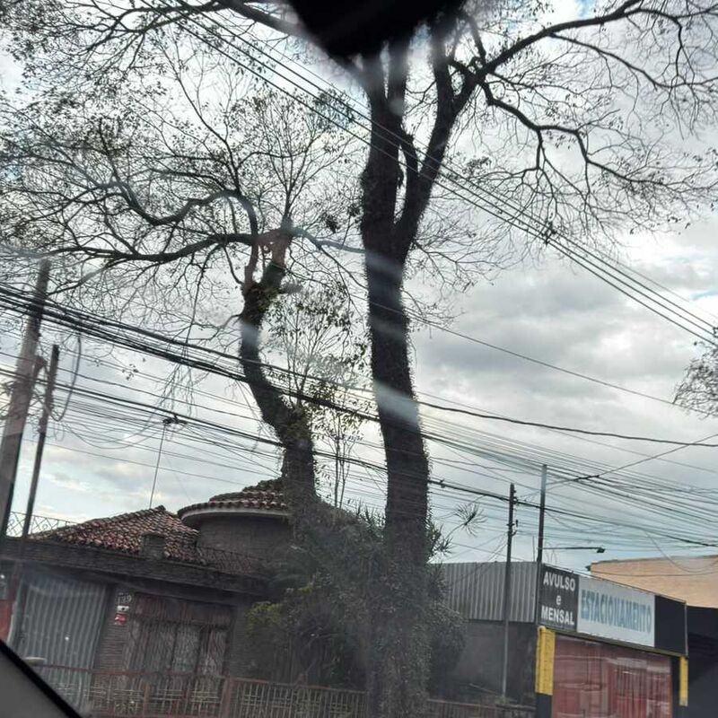 Imagem da publicação