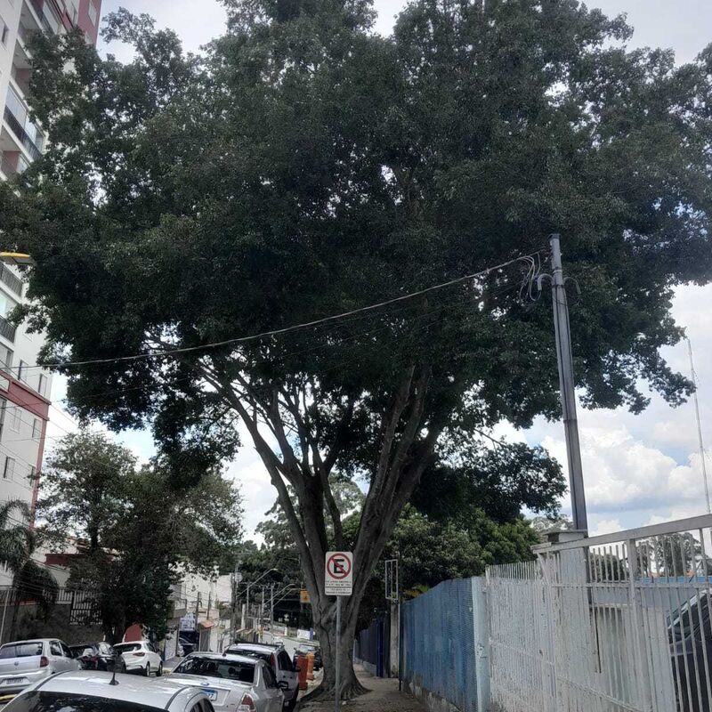 Imagem da publicação