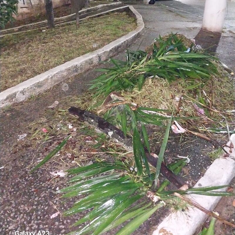 Imagem da publicação