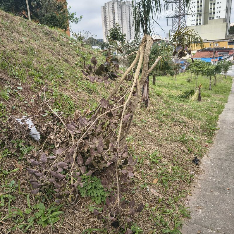 Imagem da publicação