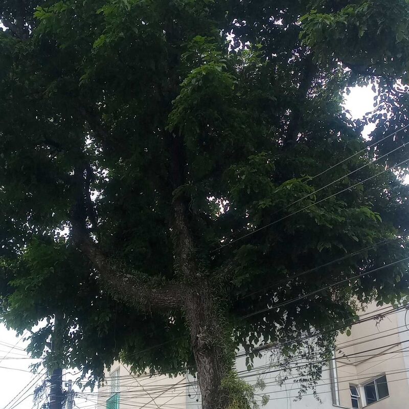 Imagem da publicação
