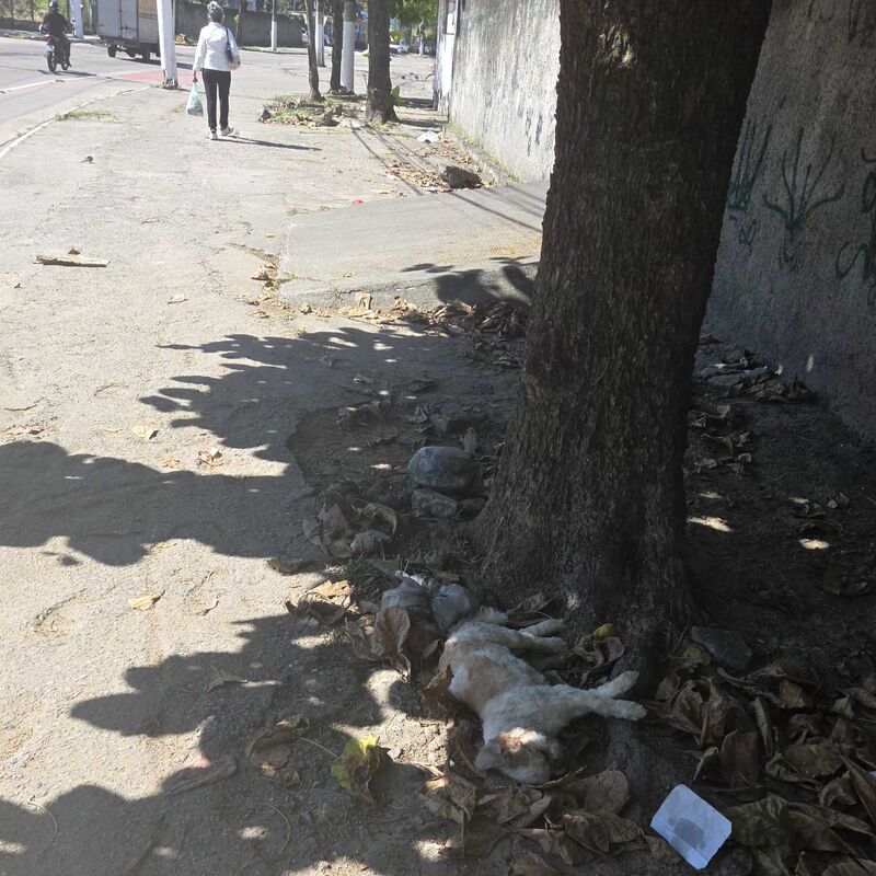 Imagem da publicação