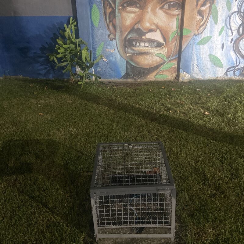 Imagem da publicação