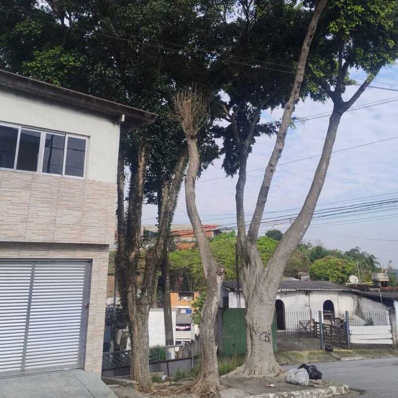 Imagem da publicação
