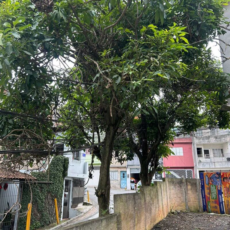 Imagem da publicação