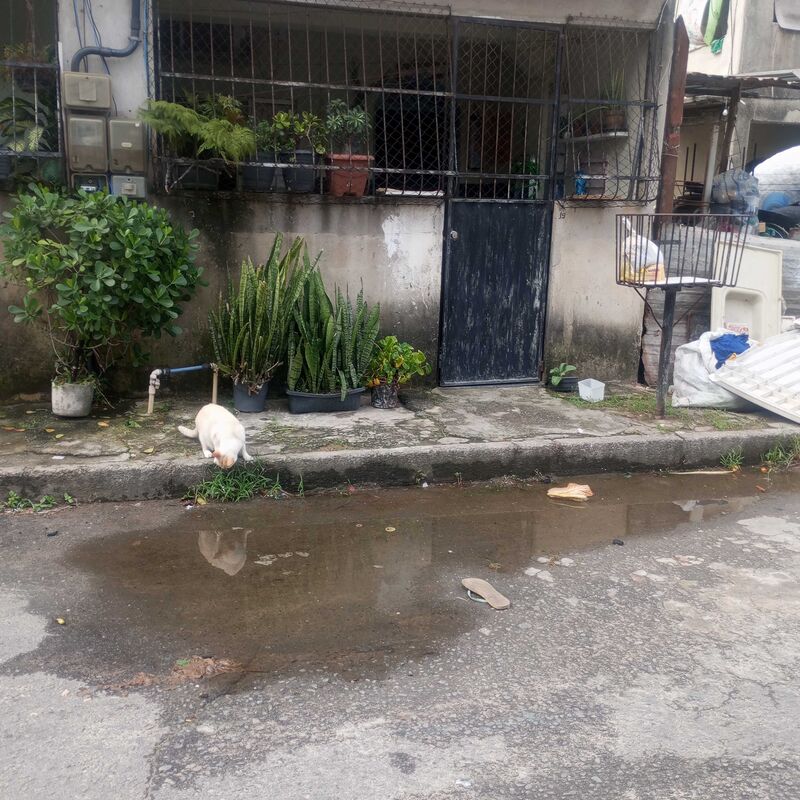 Imagem da publicação