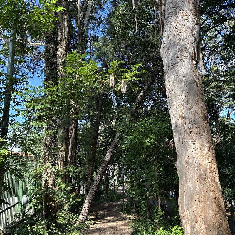 Imagem da publicação