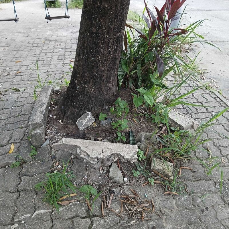 Imagem da publicação
