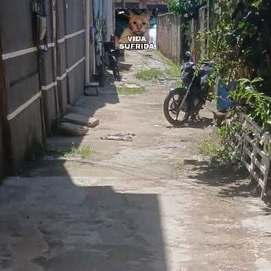 Imagem da publicação