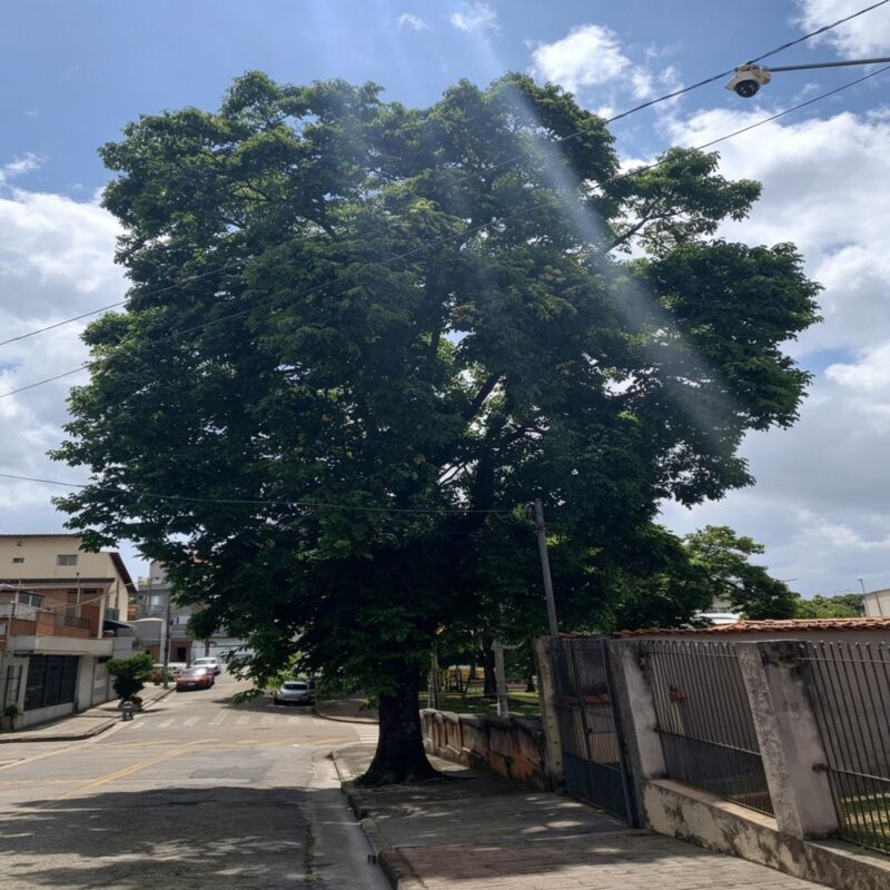 Imagem da publicação