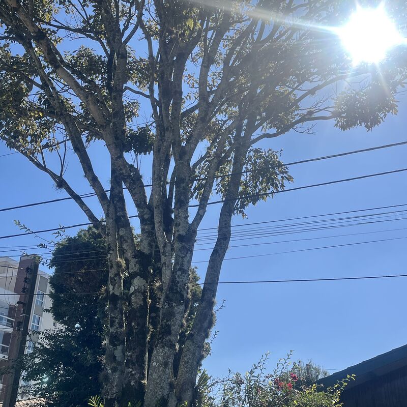 Imagem da publicação