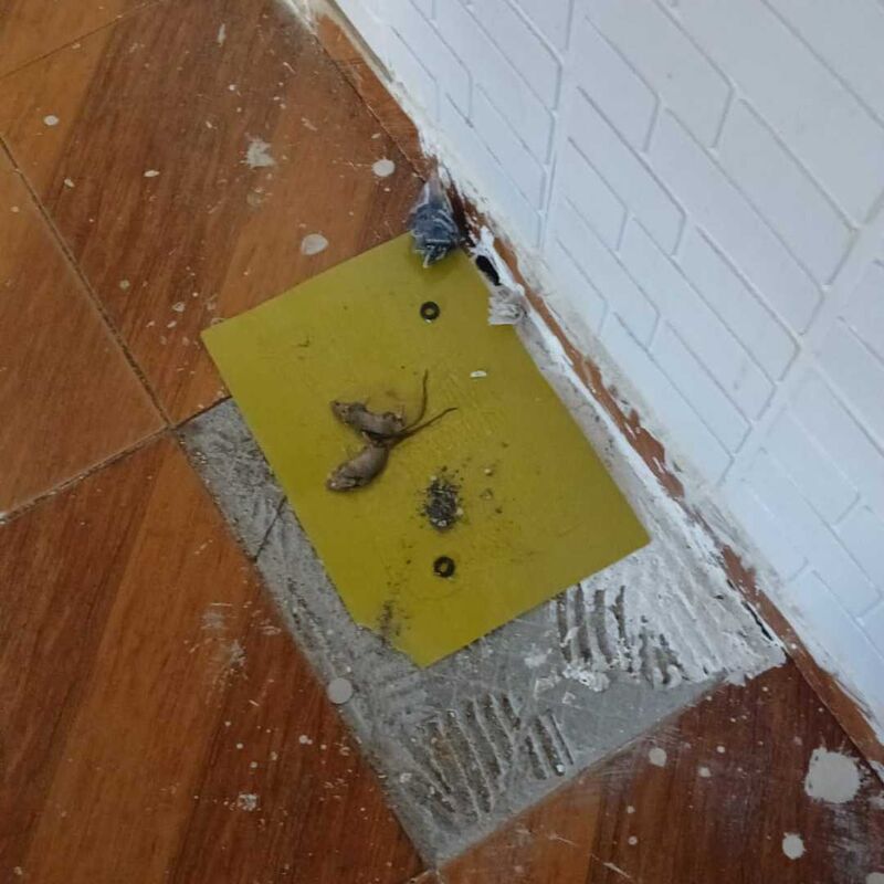 Imagem da publicação