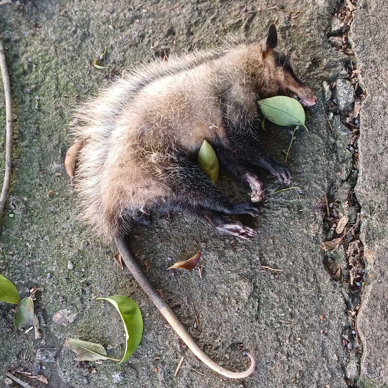 Imagem da publicação