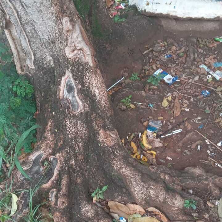 Imagem da publicação