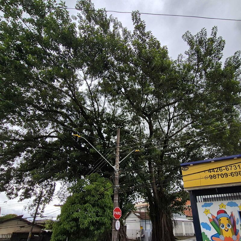 Imagem da publicação