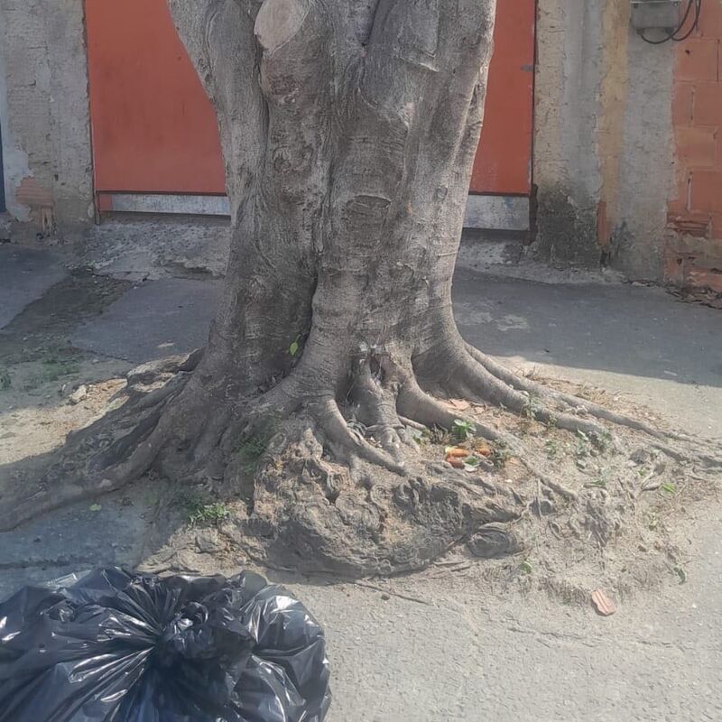 Imagem da publicação