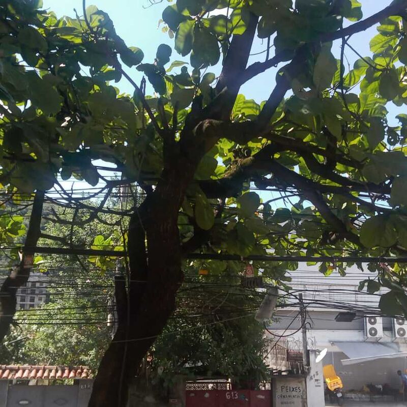 Imagem da publicação