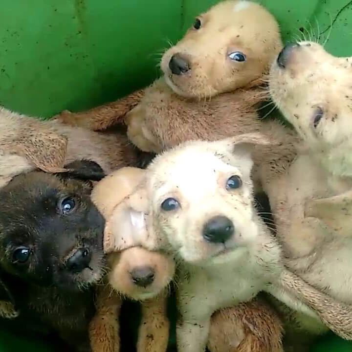 Imagem da publicação