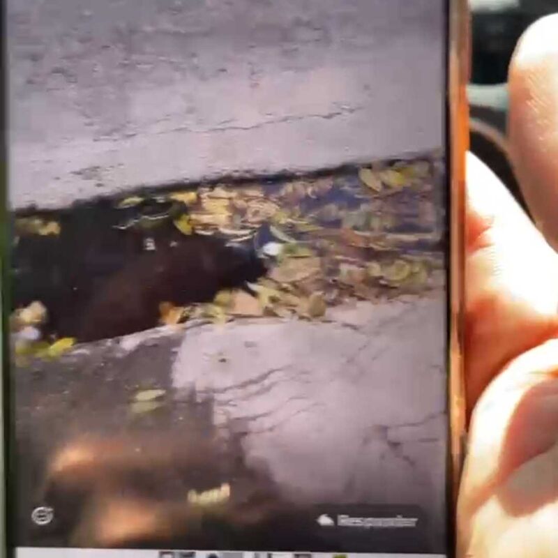 Imagem da publicação