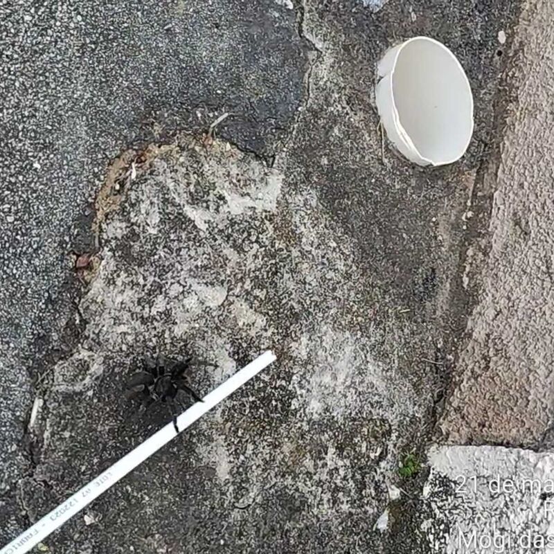 Imagem da publicação