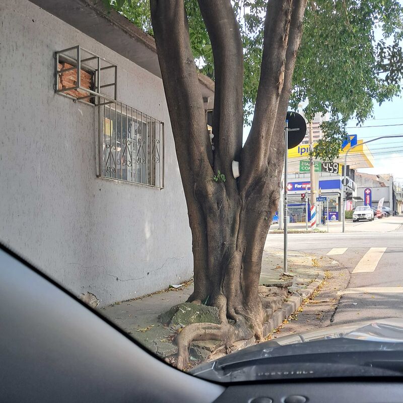 Imagem da publicação