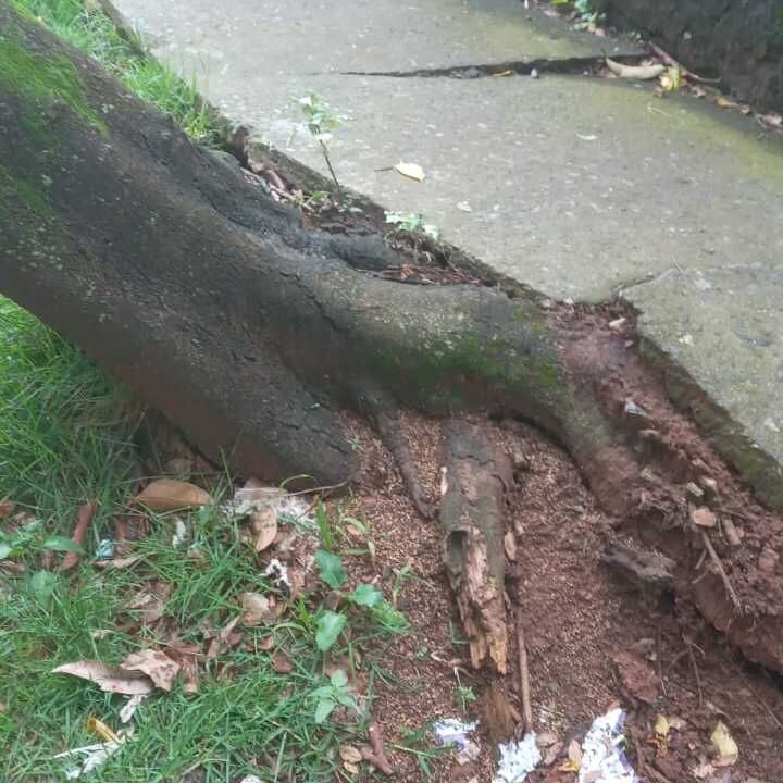 Imagem da publicação