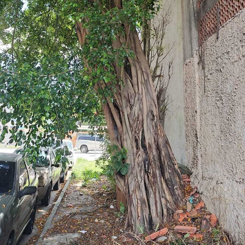 Imagem da publicação