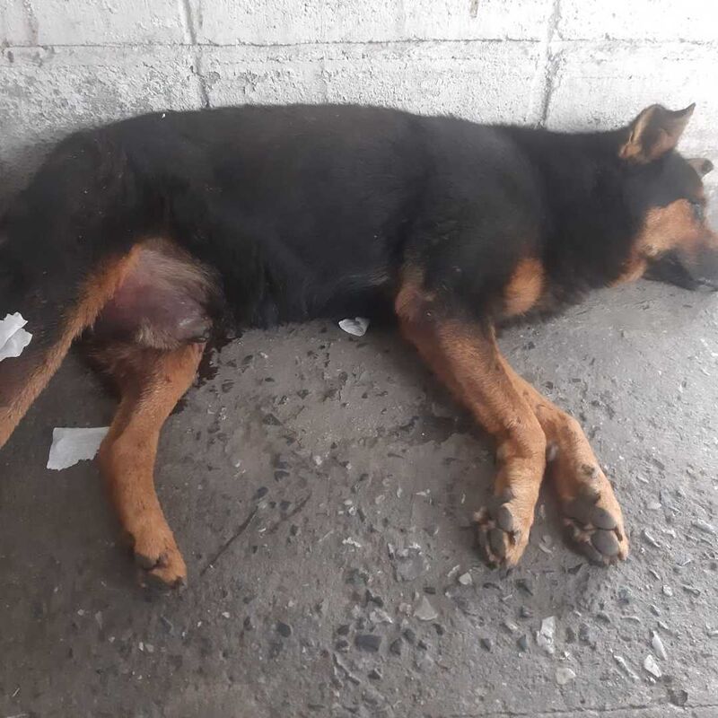 Imagem da publicação