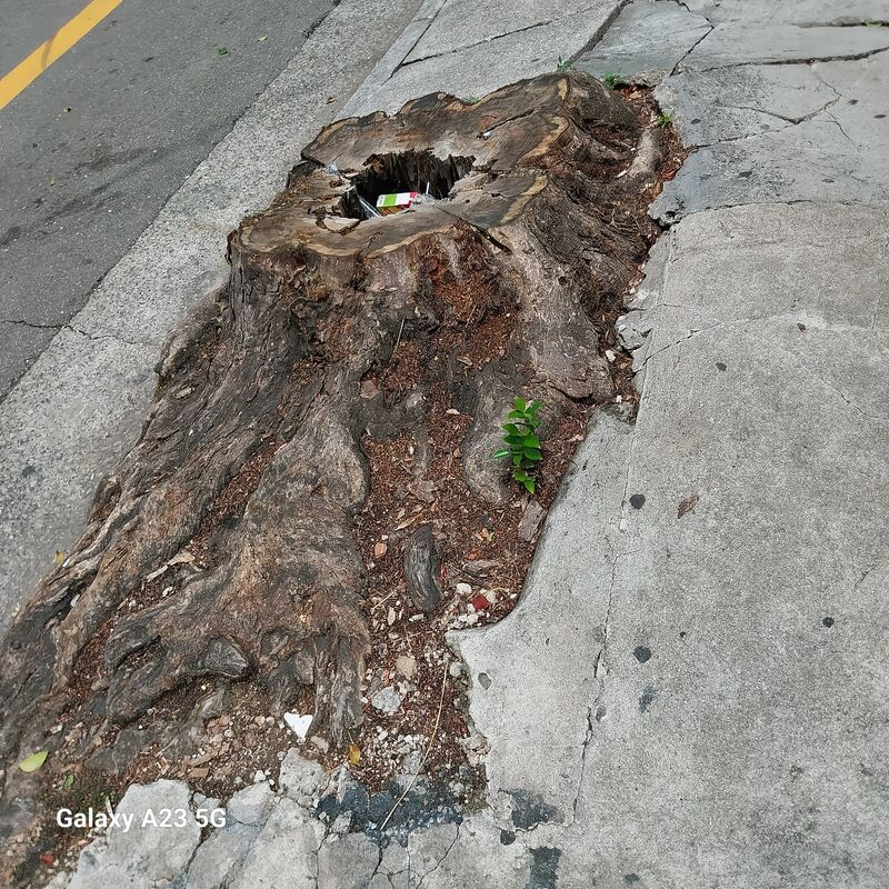 Imagem da publicação