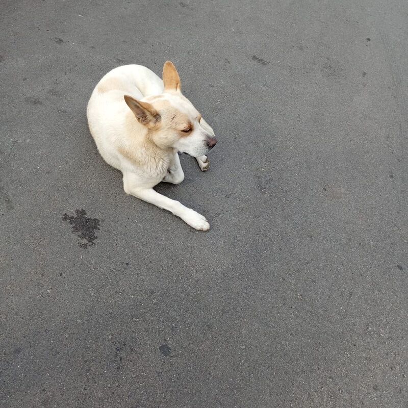 Imagem da publicação